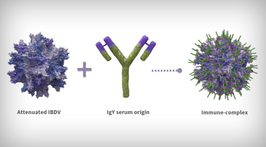 Basis of the immune-complex IBDV vaccines formulation