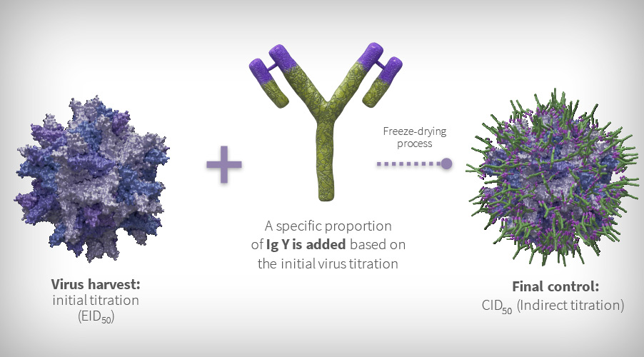 Basis of the formulation of immune complex vaccines against Gumboro virus. 
