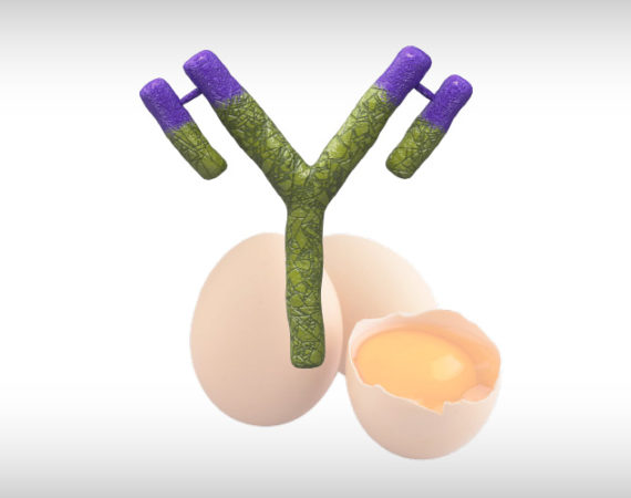 immune-complex-gumboro-vaccine-IgY-egg