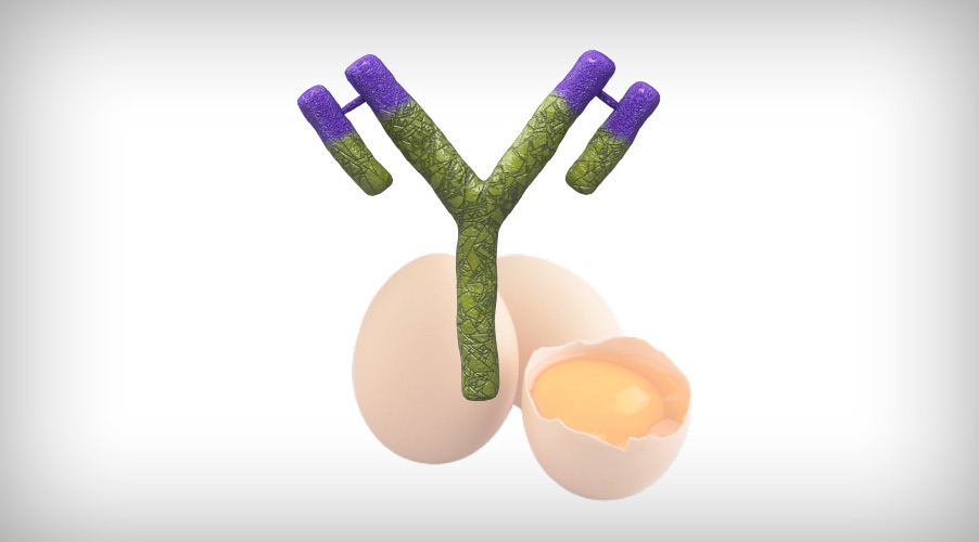 immune complex vaccine has been developed that includes IgY of egg origin