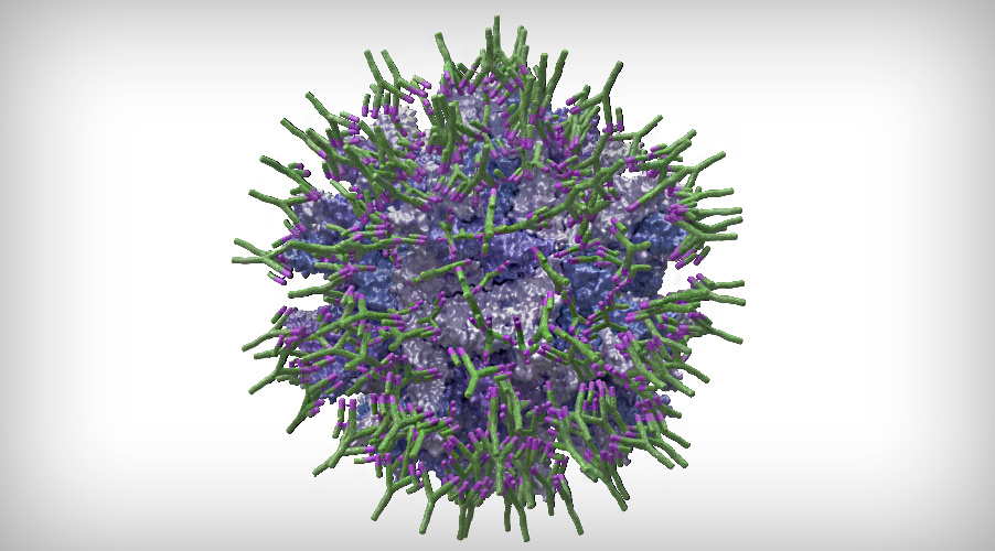 Gumboro virus completely coated with specific antibodies (IgY)