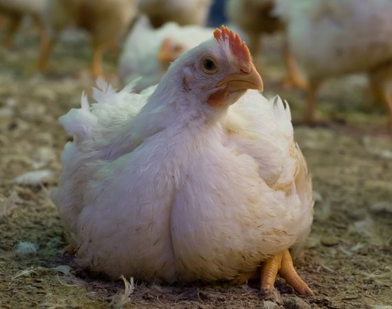 Avian immunosuppressive diseases: How does immunosuppression affect the poultry industry? – Dr. Miquel Nofrarias’ approach
