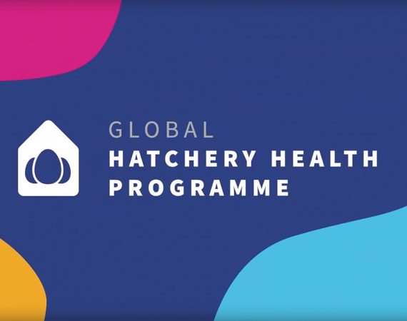 GLOBAL HATCHERY HEALTH PROGRAMME – A service beyond vaccination for the prevention of Gumboro disease