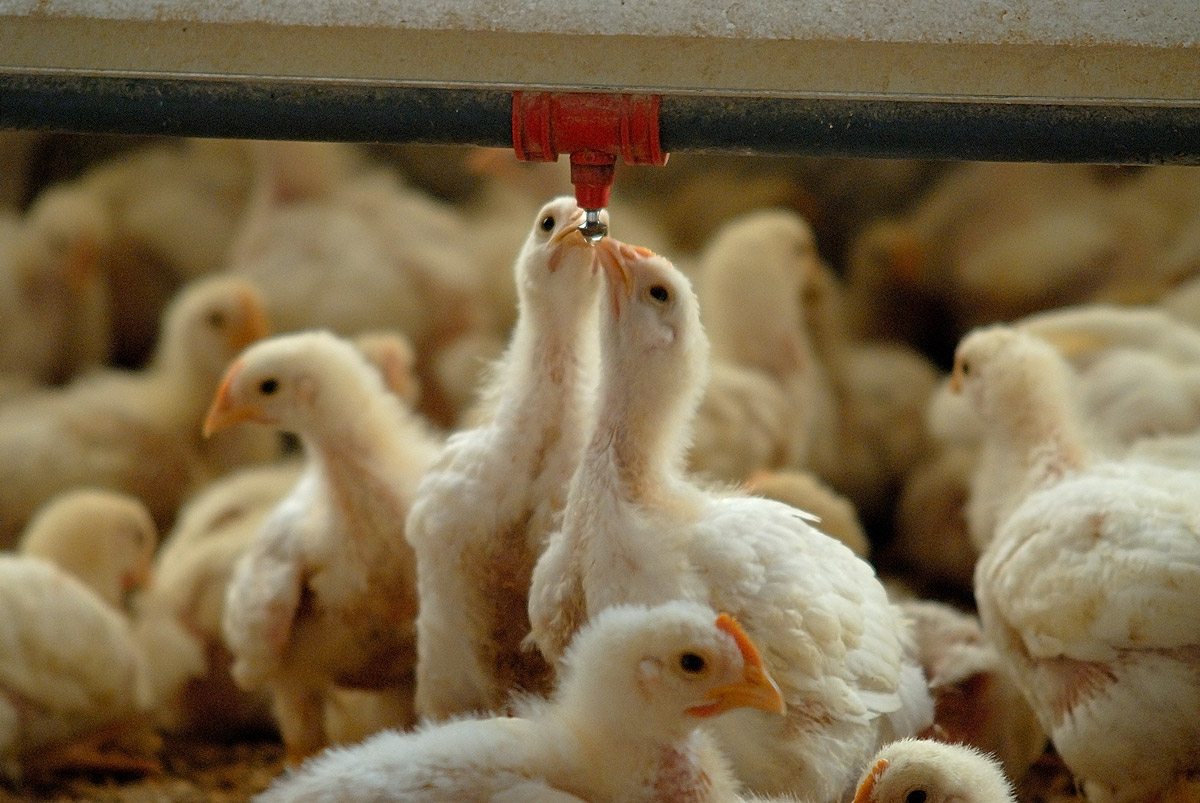 Vaccine against Gumboro disease adapted to slowgrowing broiler breeds