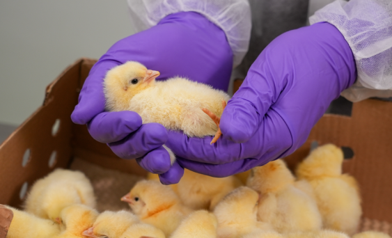 materinally-derived-antibody-infectious-bursal-disease-vaccine-poultry
