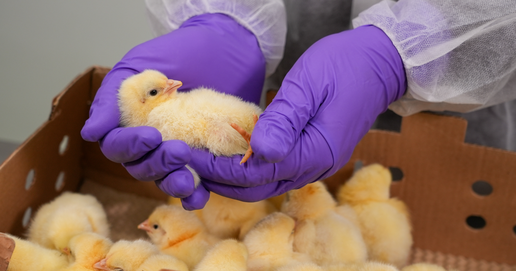 poultry with infectious bursal disease vaccine