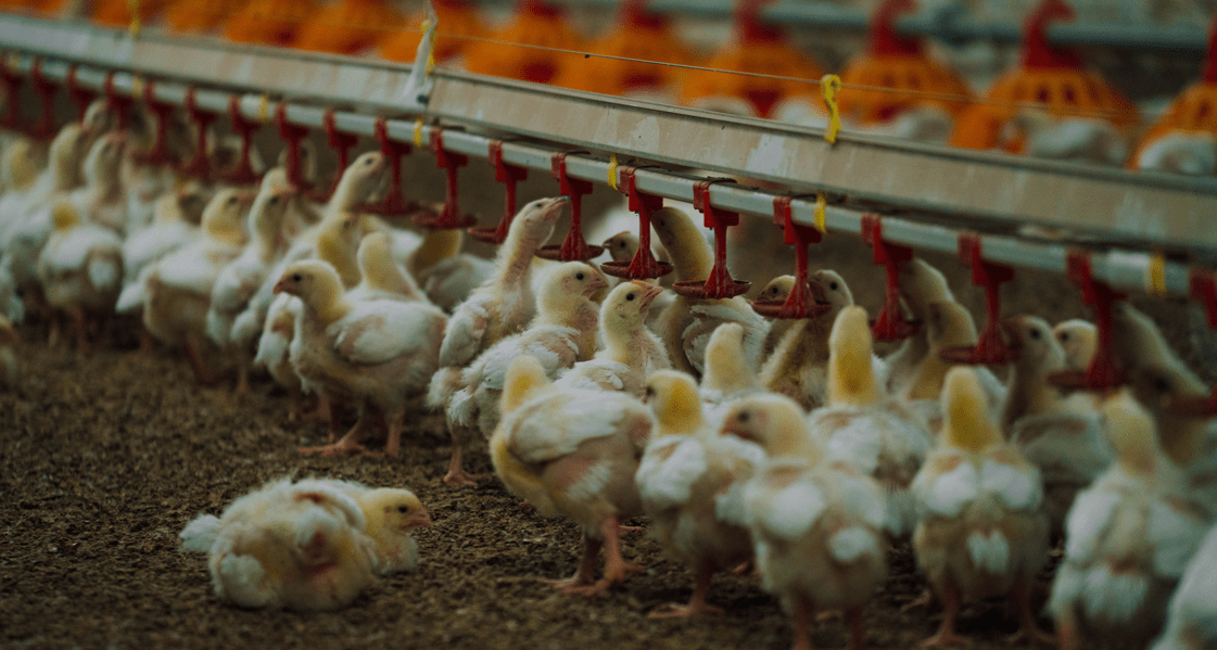 Management of drinking water chicken vaccination